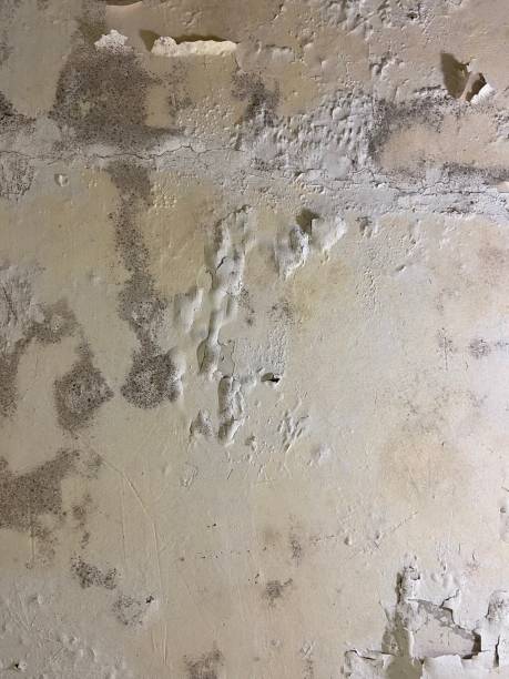 Best Mold Remediation  in Dupont, PA