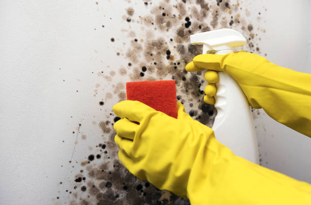 Best Attic Mold Removal  in Dupont, PA