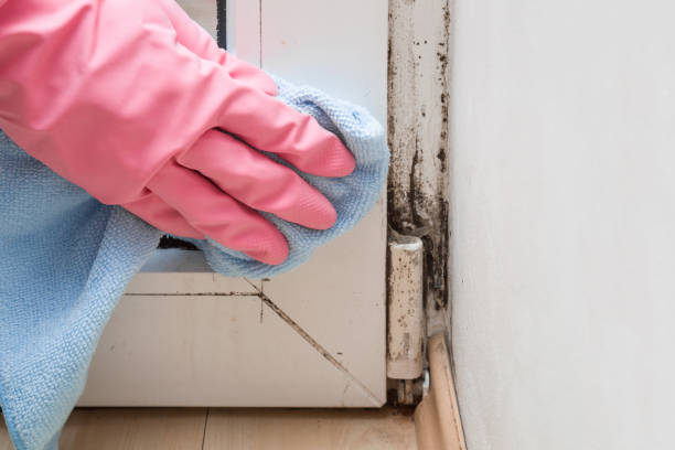 Best Mold Testing  in Dupont, PA