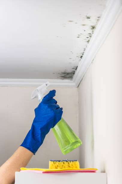 Best Toxic Mold Removal  in Dupont, PA