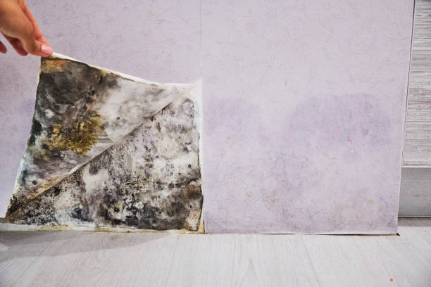 Best Mold Cleaning Services  in Dupont, PA
